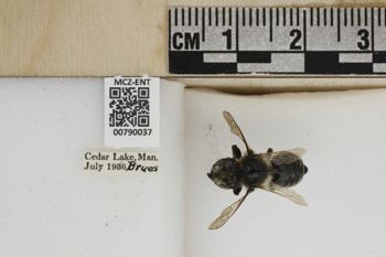 Media type: image;   Entomology 790037 Aspect: Labels